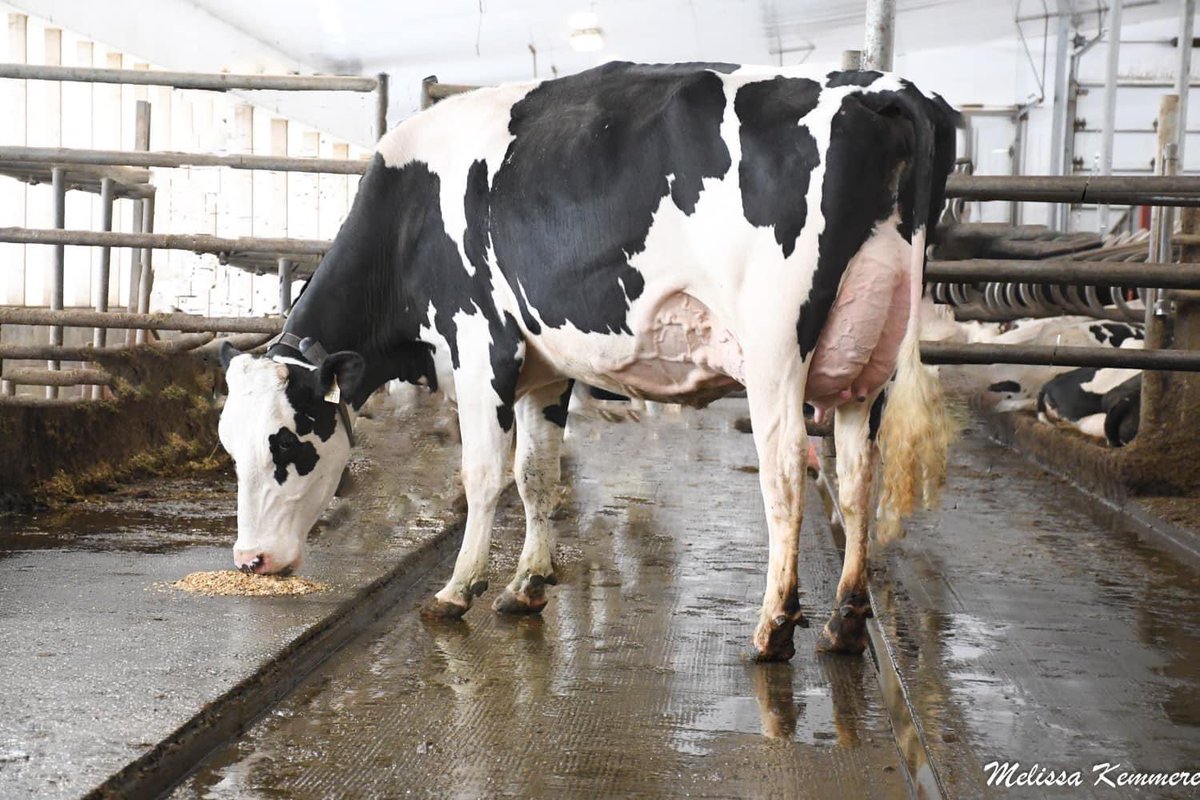 LisaMWiens's tweet photo. Sneak Peek. Crestomere Holsteins Sale. June 2nd Rimbey Alberta.
📸 Photo credit: Melissa Kemmere
@HolsteinCanada #canadiandairy #AlbertaMilk #AlbertaHolsteins #crestomereholsteins https://t.co/dGnTNVgANy