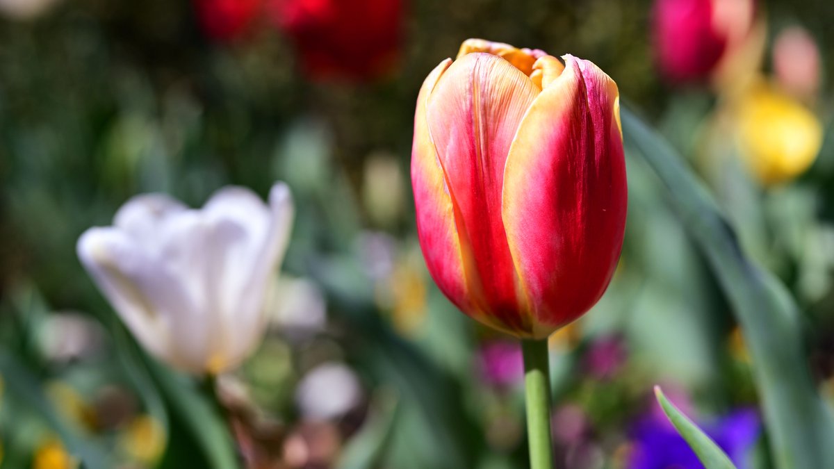 TCU's tweet photo. It's the most beautiful time of the year! π·#TCUTulips
Check out more springtime on campus photos at: https://t.co/UZUT7RQZ5S https://t.co/003zA1aFhu
