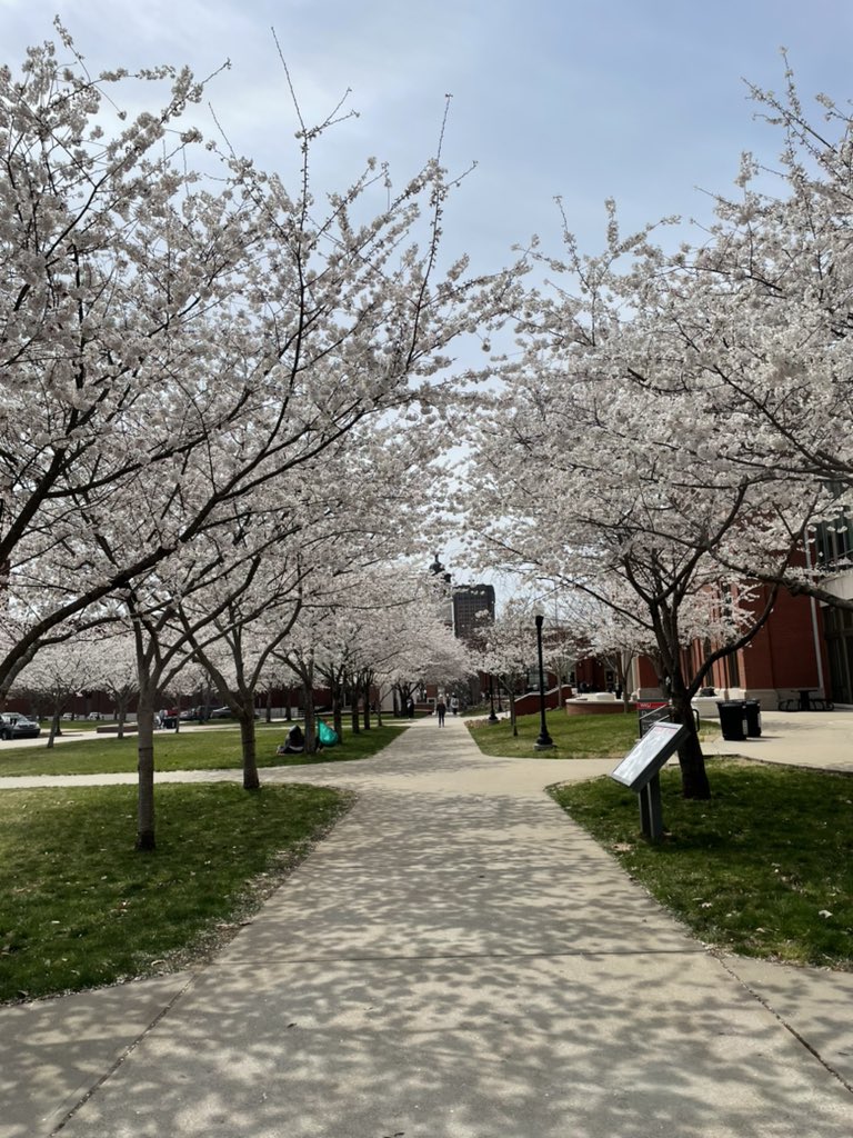 abbcheer's tweet image. Best part of Spring: cherry blossoms! #Spring #beautiful #smmwku @hopewells75 @jonath4n_jordan @jamalec21 @MJ020703