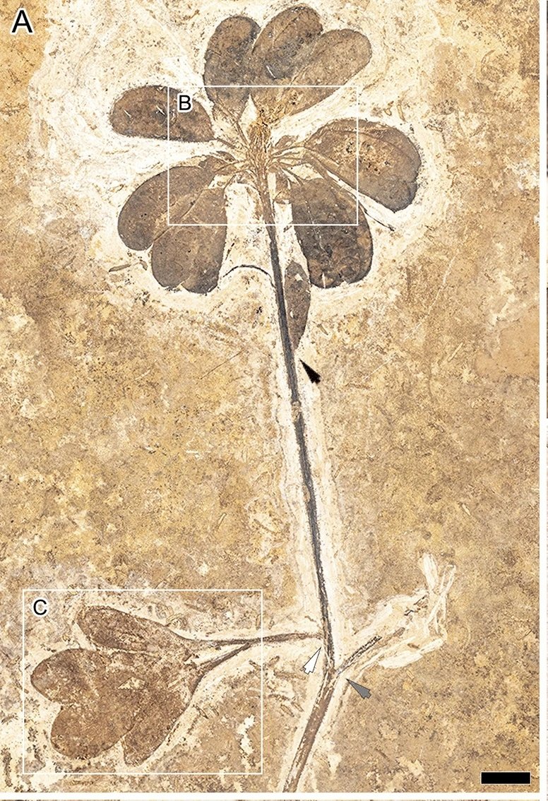 Fossil Bonanza tweet media