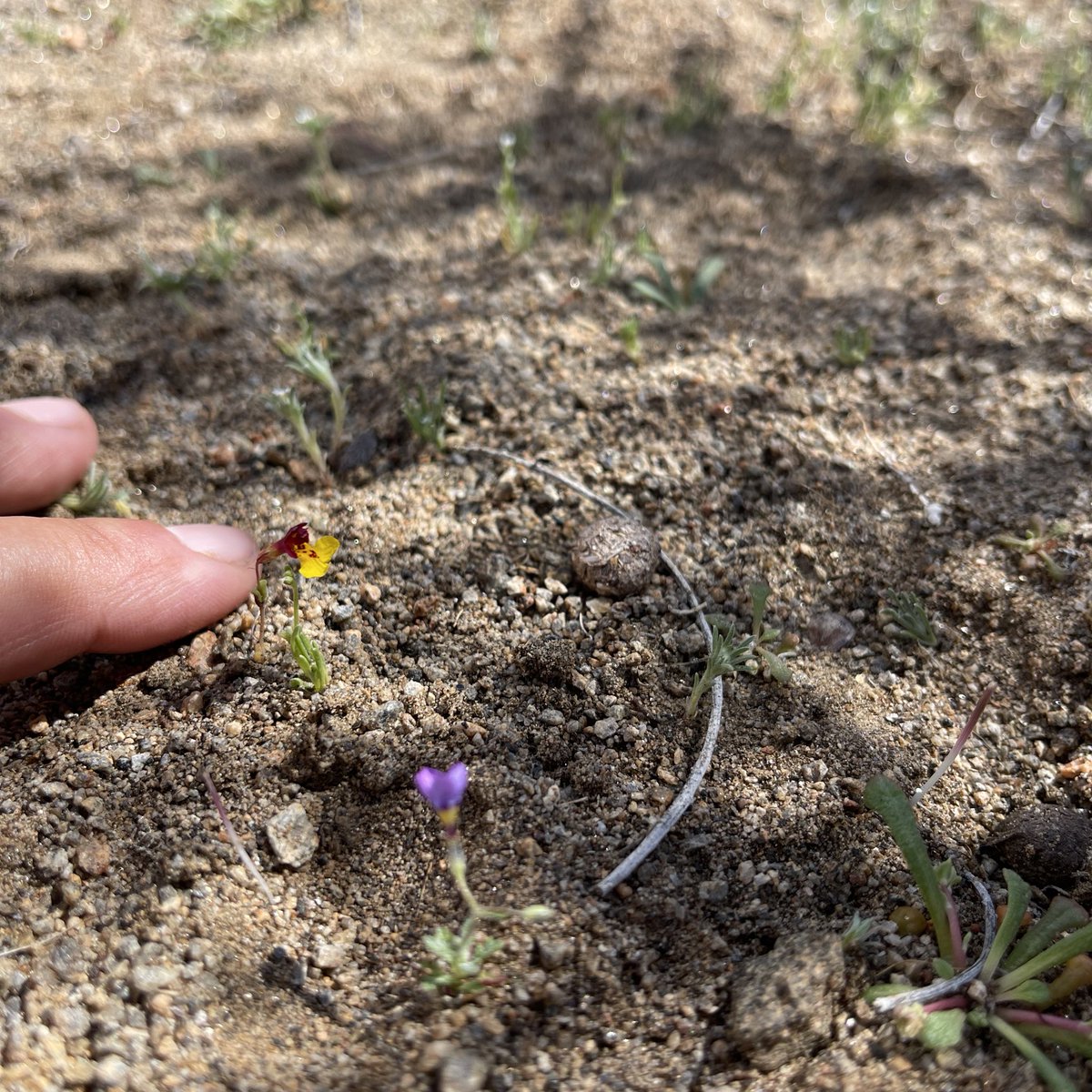 naomibot's tweet photo. I found my friend today. #Erythranthe shevockii (Kelso Creek monkeyflower. https://t.co/NGBsmsr14g