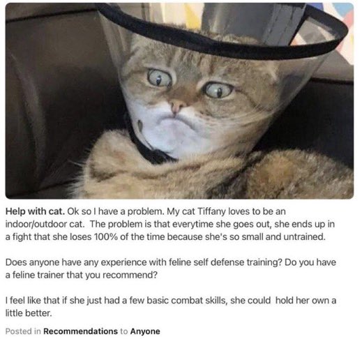 petfindernames's tweet photo. free tiffany https://t.co/8PKacHnjc0
