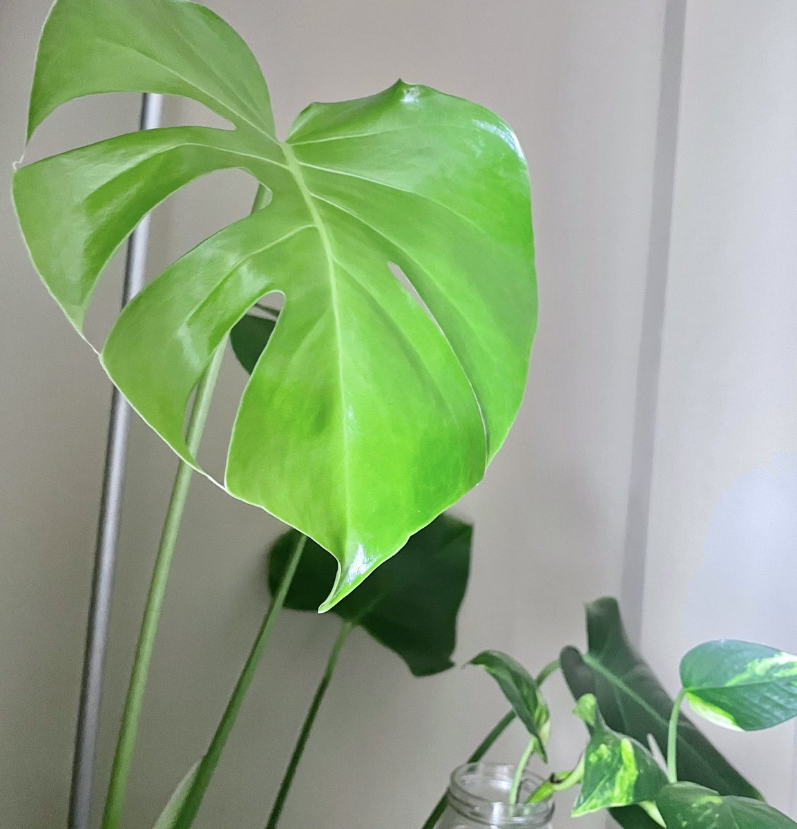 GinaIsLearning's tweet photo. Registered and ready to show off a newly unfurled leaf just in time to post for #PlantsofISLS https://t.co/LTIjypGLpL