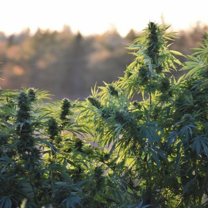 Some outdoor Nevil Haze Mango which is a real delight to use and smell fresh! This strain has , like Mango Haze been used only for terpene extraction which shows its abundance of terpenes and flavinoids. Its effects if used as a smoking flower is subliminal and euphoric. It …