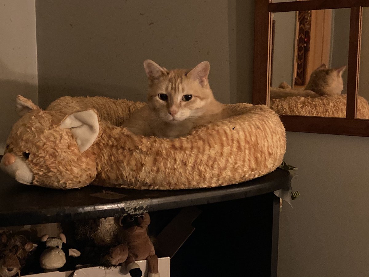 mrwiley9's tweet photo. Georgie looks at home now. She showed up as stray but was spayed. https://t.co/LsN5Ge2eOx