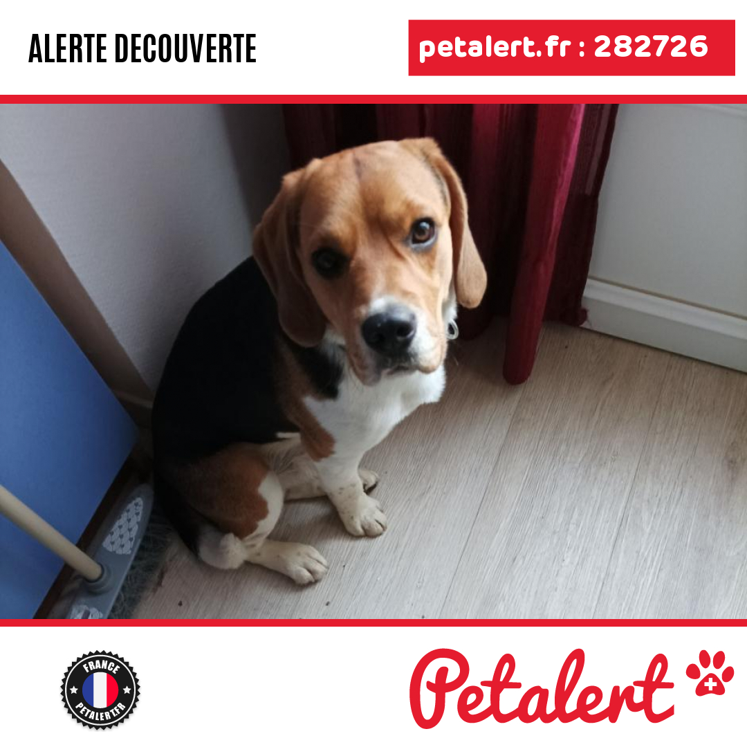 petalert_france's tweet photo. Trouvé #Chien #Vendee #SaintMesmin #Petalert  #PetAlert85 / https://t.co/WaydvYZWiI https://t.co/WKw7DgDefJ