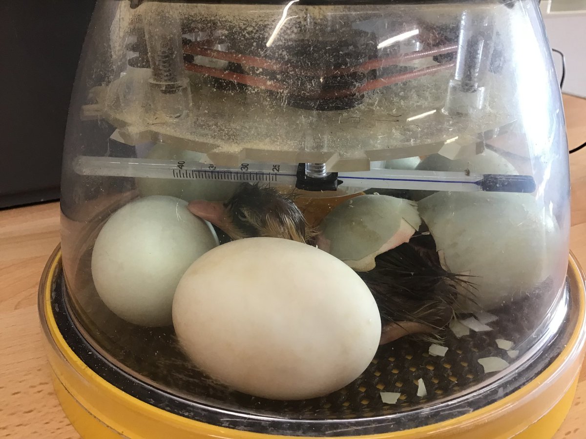 OlqopPrimary's tweet photo. EGGCITING NEWS in our EYFS today!
Introducing our first duckling...
#learningbroughttolife 🦆 https://t.co/SdN0pp5iTw