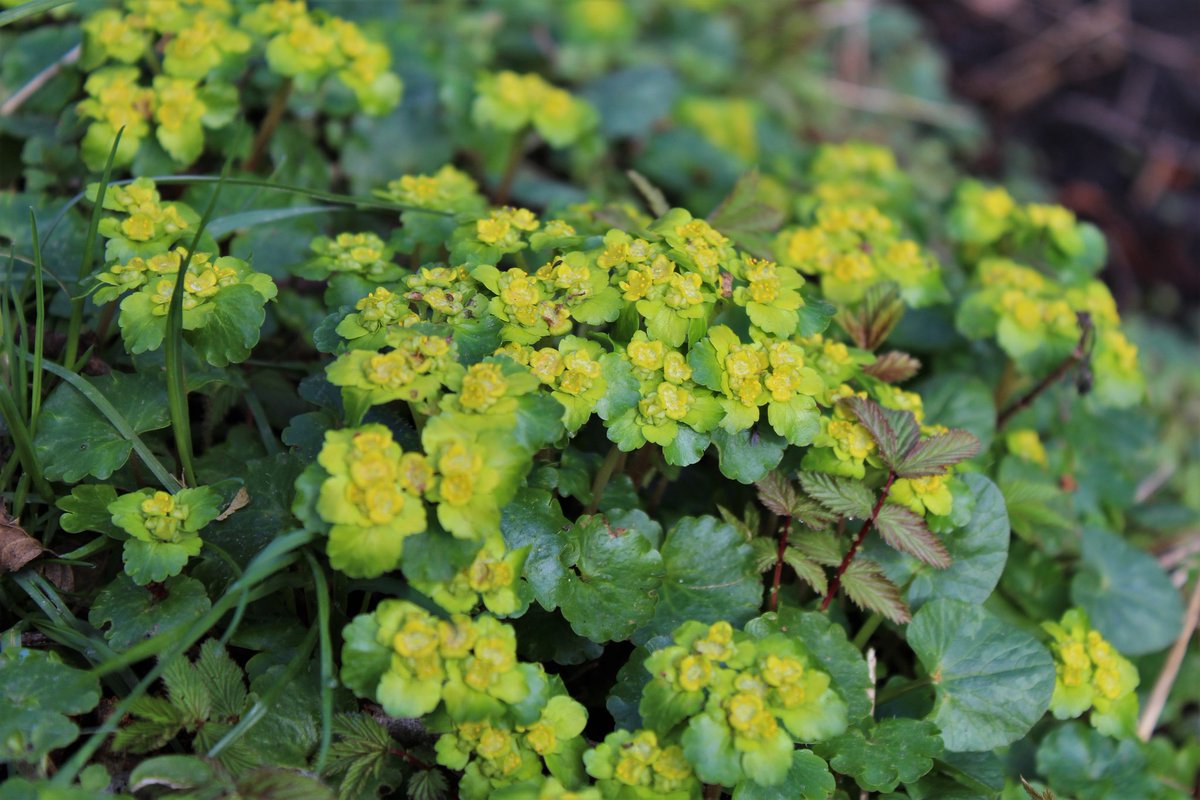 goncalosbotany's tweet photo. #chrysosplenium oppositifolium and alternifolium, from Co. Wicklow #ireland and Frankfurt #germany, respectively 🍀
2 species of this genus found in 1 week time in 2 different countries 🙏
#wildflowers #biodiversity #biology #nature #ecology https://t.co/rjgoTGZSdQ