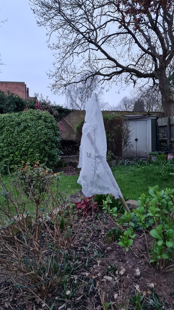 MershSteph's tweet photo. The bizarre things you do as a crazy plant lady 🌱🤣 #GardeningTwitter #WinterIsComing https://t.co/HtjFAdrZt6