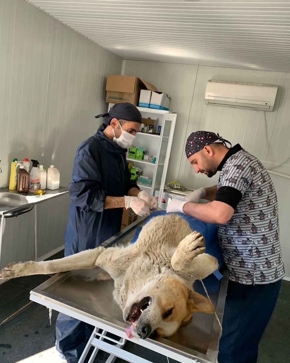 SemHayDer's tweet photo. Havaların ısınması ile beraber kısırlaştırma çalışmalarımıza başladık. Şemdinli Belediyesi'ne ait kısırlaştırma merkezinde 4 candostumuzun kısırlaştırma işlemlerini tamamladık.
#CanDostlarımız
@HakkariValiligi
@idrisakbiyik
@GSemdinli
@SemdinliBldyesi
@HaytapOfficial https://t.co/AZ9XmYCI1z