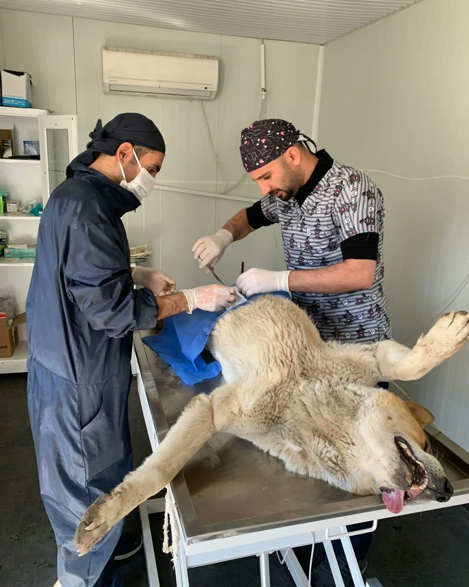 SemHayDer's tweet photo. Havaların ısınması ile beraber kısırlaştırma çalışmalarımıza başladık. Şemdinli Belediyesi'ne ait kısırlaştırma merkezinde 4 candostumuzun kısırlaştırma işlemlerini tamamladık.
#CanDostlarımız
@HakkariValiligi
@idrisakbiyik
@GSemdinli
@SemdinliBldyesi
@HaytapOfficial https://t.co/AZ9XmYCI1z