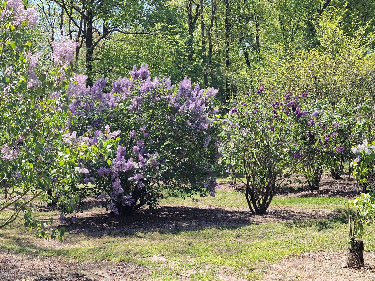 WDCGardener's tweet photo. A Daytrip to the Lilacs at the U.S. National Arboretum
in the March 2022 issue of Washington Gardener Magazine at https://t.co/5M2xegLxn3
#gardened #gardening #gardeningtwitter https://t.co/MZRl2APecF