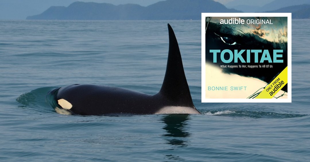 SierraClub's tweet photo. Have you heard the story of Tokitae (AKA Sk'aliCh'elh-tenaut AKA Lolita)? Listen to @@bonzairambo's podcast on Audible. https://t.co/4Pf0TaBPz8

This is a story about killer whales, indigenous rights, grief, and the promise of repair. https://t.co/ZQT1VWyKoG