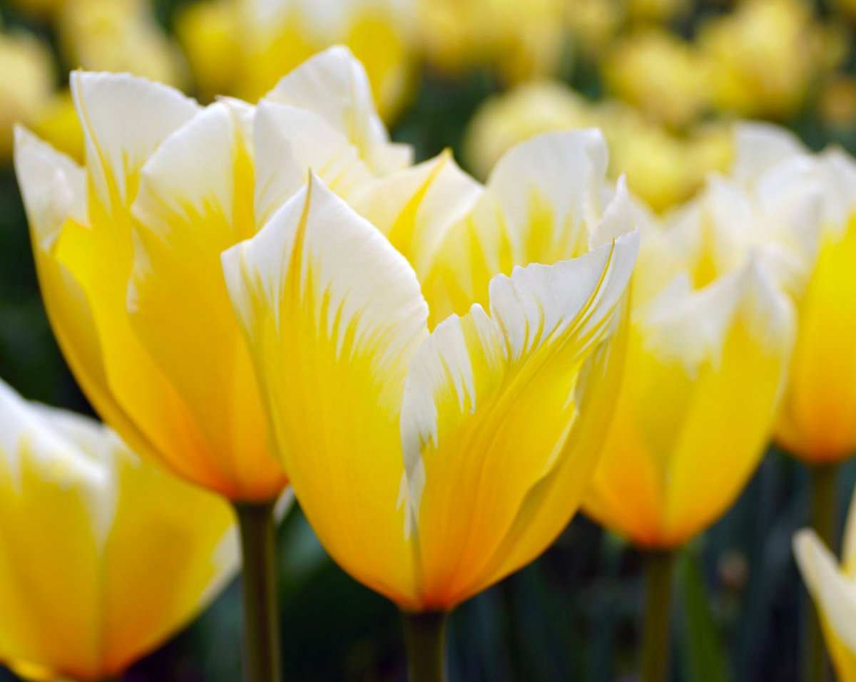 SouthernLadyMag's tweet photo. “As I drew closer to the place, I spied rows of yellow flowers, standing stalwart, their buds half open like eyes adjusting to the sun,” she writes. Enjoy the rest of Denise Gee's comical tale at https://t.co/6SnrNIoIil.

#southernladymag https://t.co/CldKlvpHiW
