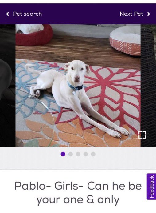 petfindernames's tweet photo. pablo’s rebrand >> https://t.co/BXTjvq8DFy