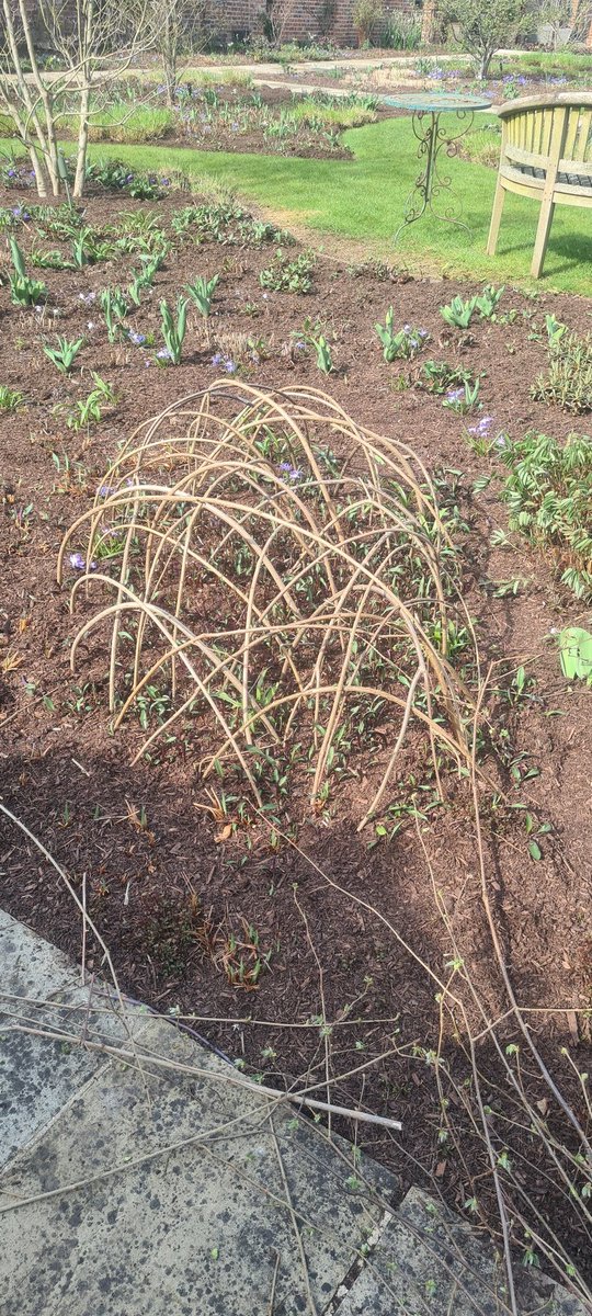 Christhegarden2's tweet photo. Hazel suports, ready for the summer #GardeningTwitter #gardening #headgardener https://t.co/viHXiLzNXO