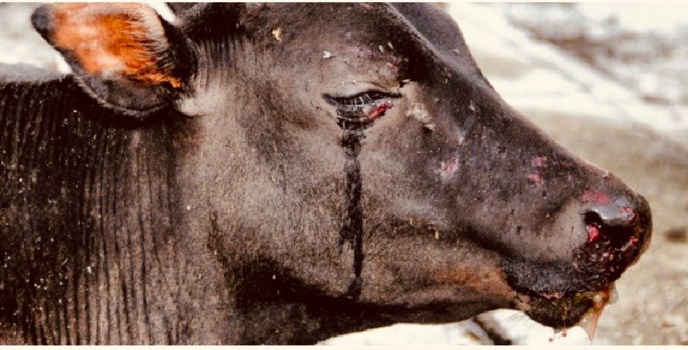 No animal product is worth their suffering.. #GoVegan #vegan