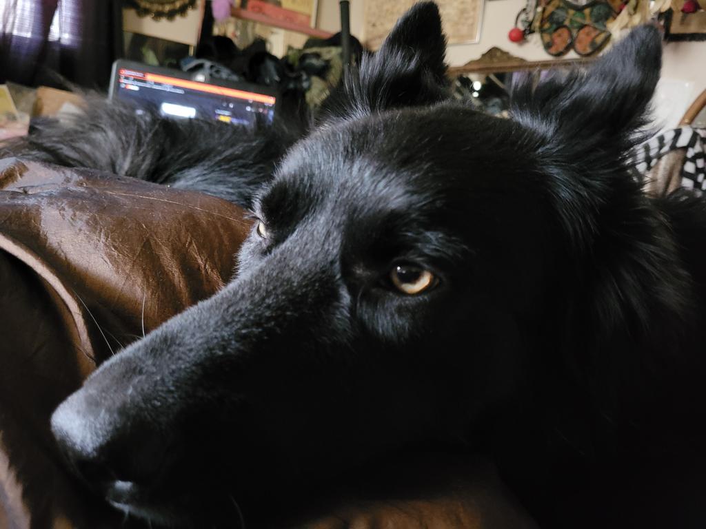 BerzerkerLoki's tweet photo. Sleepy wolfy... https://t.co/SOENg63ljs