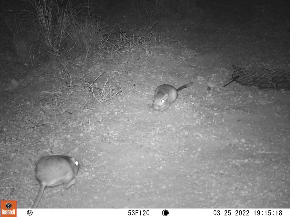 IsabelleGMonroe's tweet photo. It is not always a peaceful night in the desert for nocturnal rodents..🌵these fighting kangaroo rats would have loved a turn in the #2022MMM bracket to show off their skills #Biology #research https://t.co/eDSHHSOALn