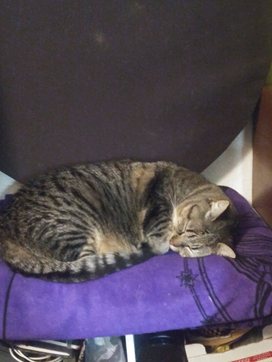 FeathyrCat's tweet photo. @bunfloras I offer these cat pics to you, I hope it helps~ https://t.co/t2vDnZ0Vfl