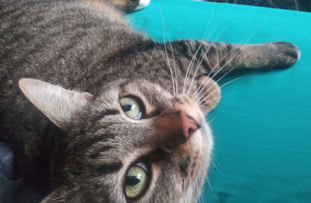 FeathyrCat's tweet photo. @bunfloras I offer these cat pics to you, I hope it helps~ https://t.co/t2vDnZ0Vfl