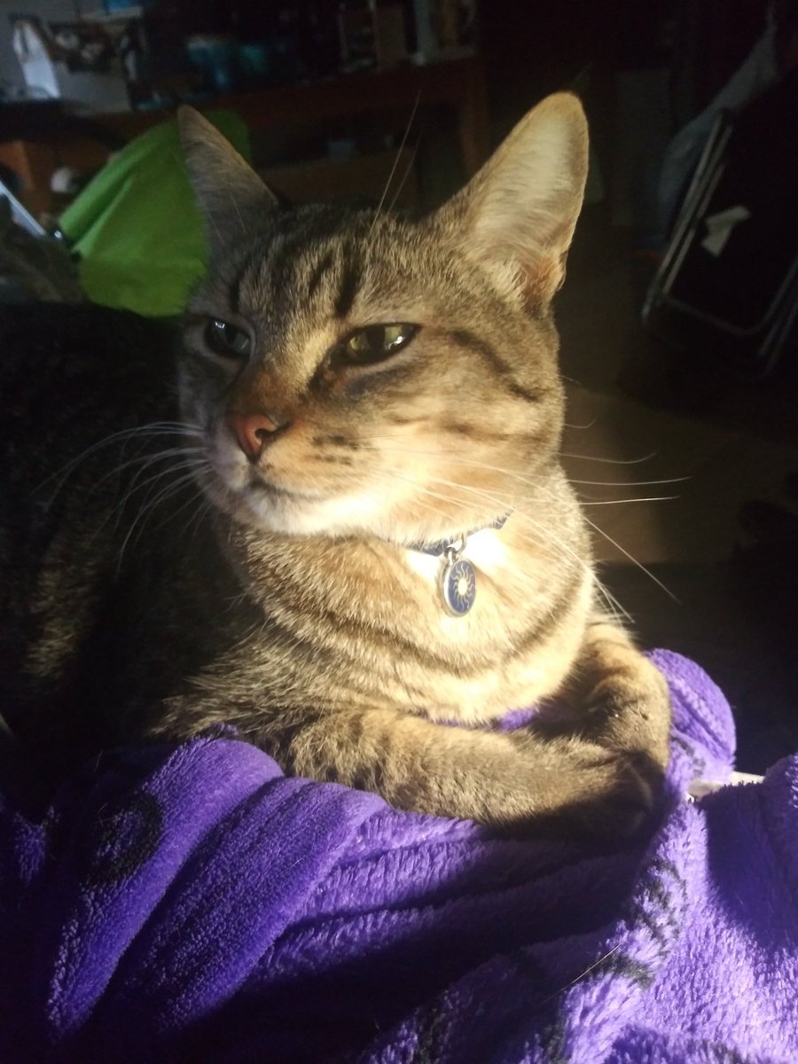 FeathyrCat's tweet photo. @bunfloras I offer these cat pics to you, I hope it helps~ https://t.co/t2vDnZ0Vfl