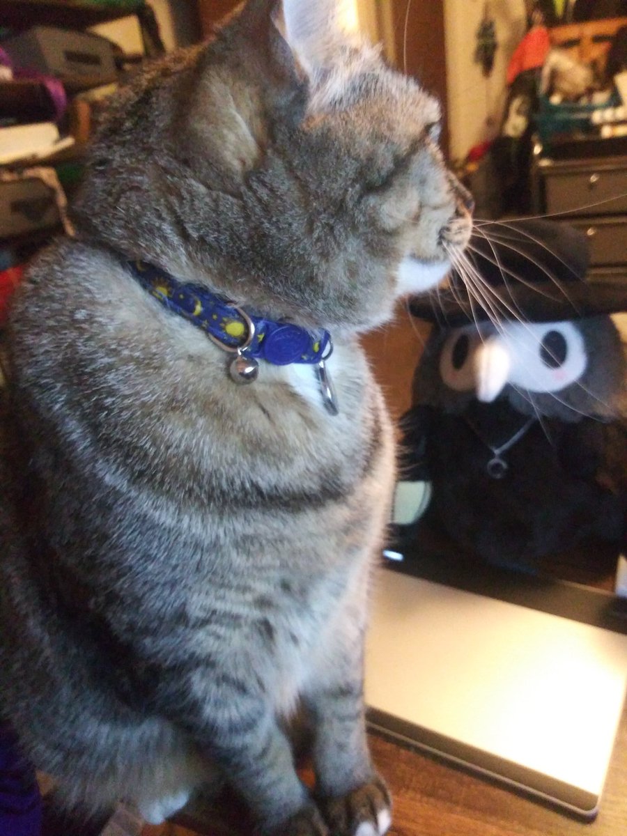 FeathyrCat's tweet photo. @bunfloras I offer these cat pics to you, I hope it helps~ https://t.co/t2vDnZ0Vfl