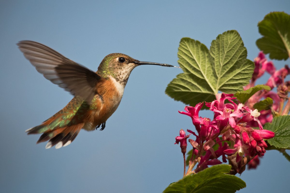 USFWS Migratory Birds tweet media