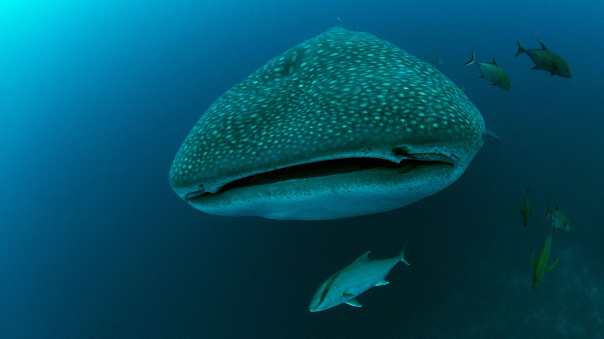 Regaldive's tweet photo. Dive the Galapagos Islands during prime whale shark season where we enjoy dives with manta rays, Galapagos sharks and penguins, sea lions, marine iguana, and of course whale sharks.

Find out more here > https://t.co/eVliP05f7G https://t.co/qr6MoBaNGH