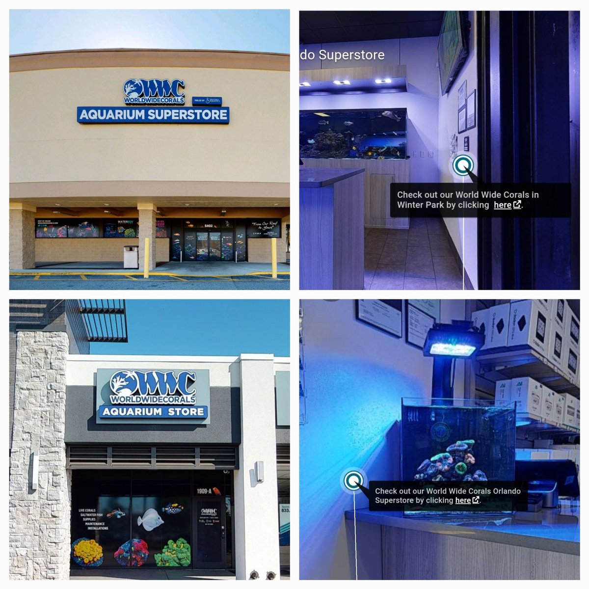 virtualizeitllc's tweet photo. #Worldwidecoral #WWC
#Fromourreeftoyours
#Livecoral, #Saltwaterfish &amp; #inverts
Enjoy the #underwaterworld on #dryland
Visit 2 stores #Centralflorida, linked by #hottags #matterporttag  24/7 #3dscanning  #immersivevirtualtour from anywhere
#matterport3d 

https://t.co/H8uex83Vkp https://t.co/MO0GzAWbhJ