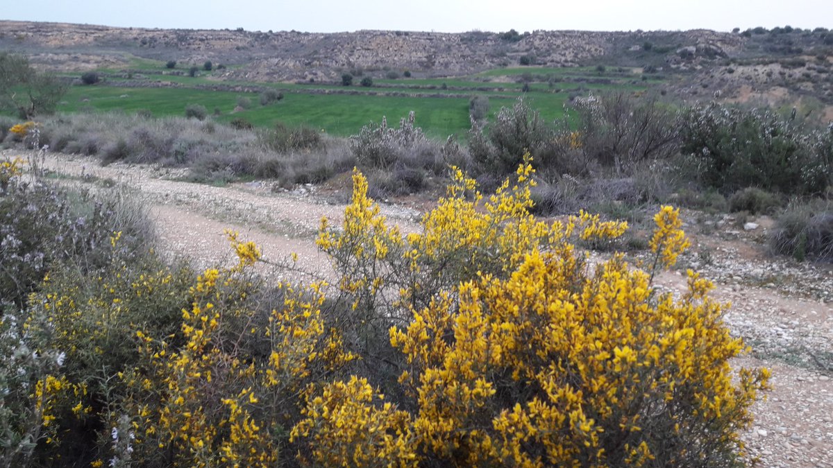 jireves's tweet photo. #Primavera a #Covabona #SarrocadeLleida #Argelagues #Sembrats #Salvatgegarriga https://t.co/1kypVIDMAI