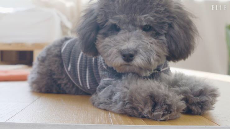 116pets tweet picture