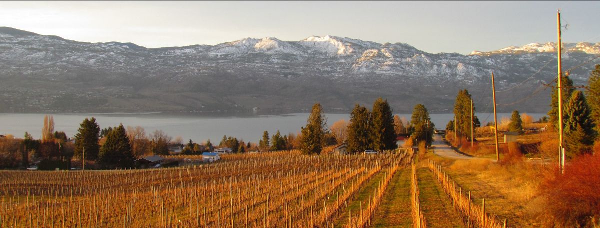 Huge Savings on Bordertown Cab Franc - LTOs for March/April 2022 - eepurl.com/hYkV5n