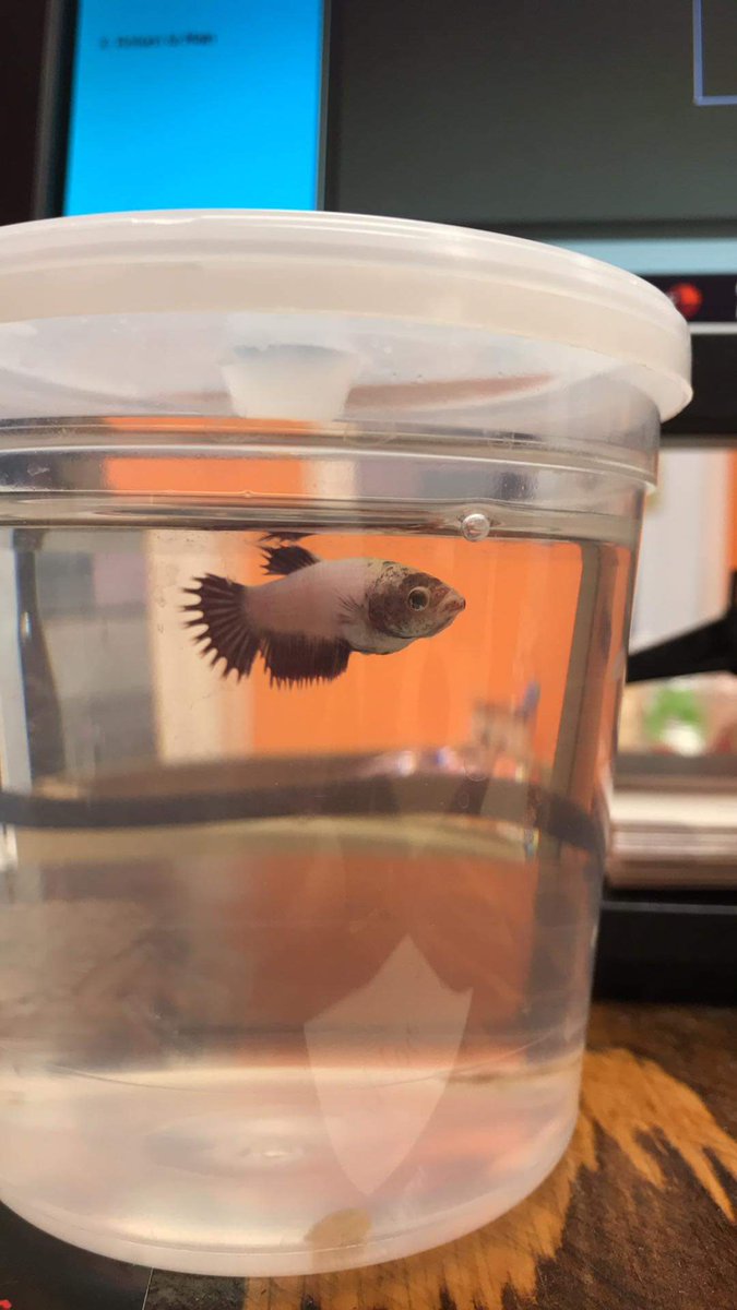 Got my mom a pet fish for her work. Meet Strawberry Wine 🍷