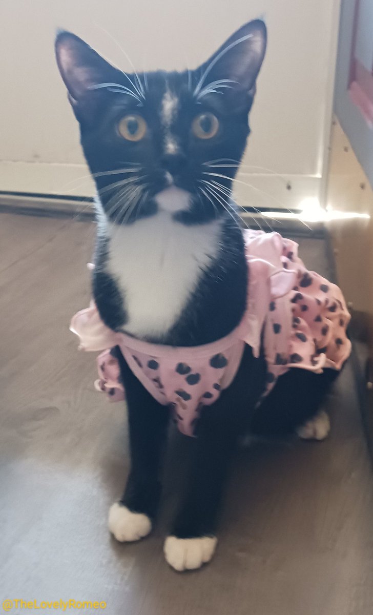 TheLovelyRomeo1's tweet photo. It's not the best picture but Juliet willingly wore her new dress (which is still a little big) hoping to go outside! 😹 Mom did take her on a small walk around the yard. It was taken last week and we didn't get around to posting it. ❤️🥰❤️ https://t.co/wgrgoGBYb7