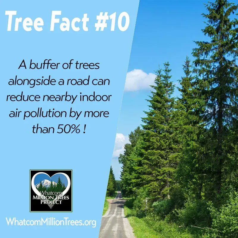trees4whatcom's tweet image. Roadside trees have benefits beyond beautification! buff.ly/3uEpV4A #protecttrees #planttrees #treefacttuesday