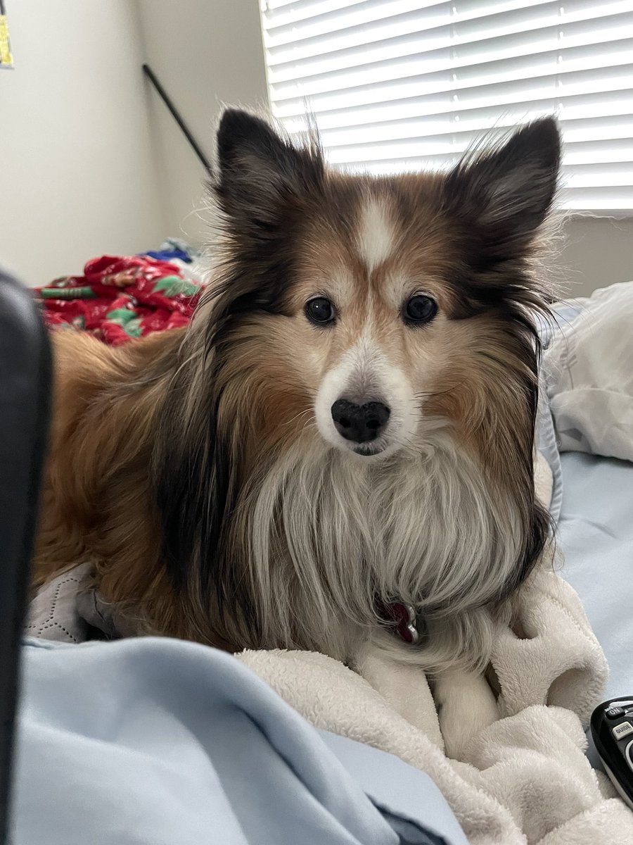 StrykerGentry's tweet photo. Happy 10th Birthday  to my princes Bisley Ruger!!! #Shetland https://t.co/4BNsW5T2G4