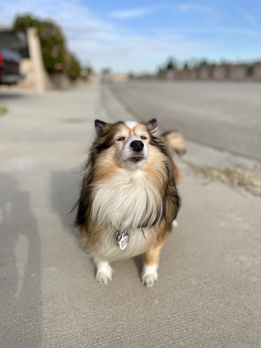 StrykerGentry's tweet photo. Happy 10th Birthday  to my princes Bisley Ruger!!! #Shetland https://t.co/4BNsW5T2G4