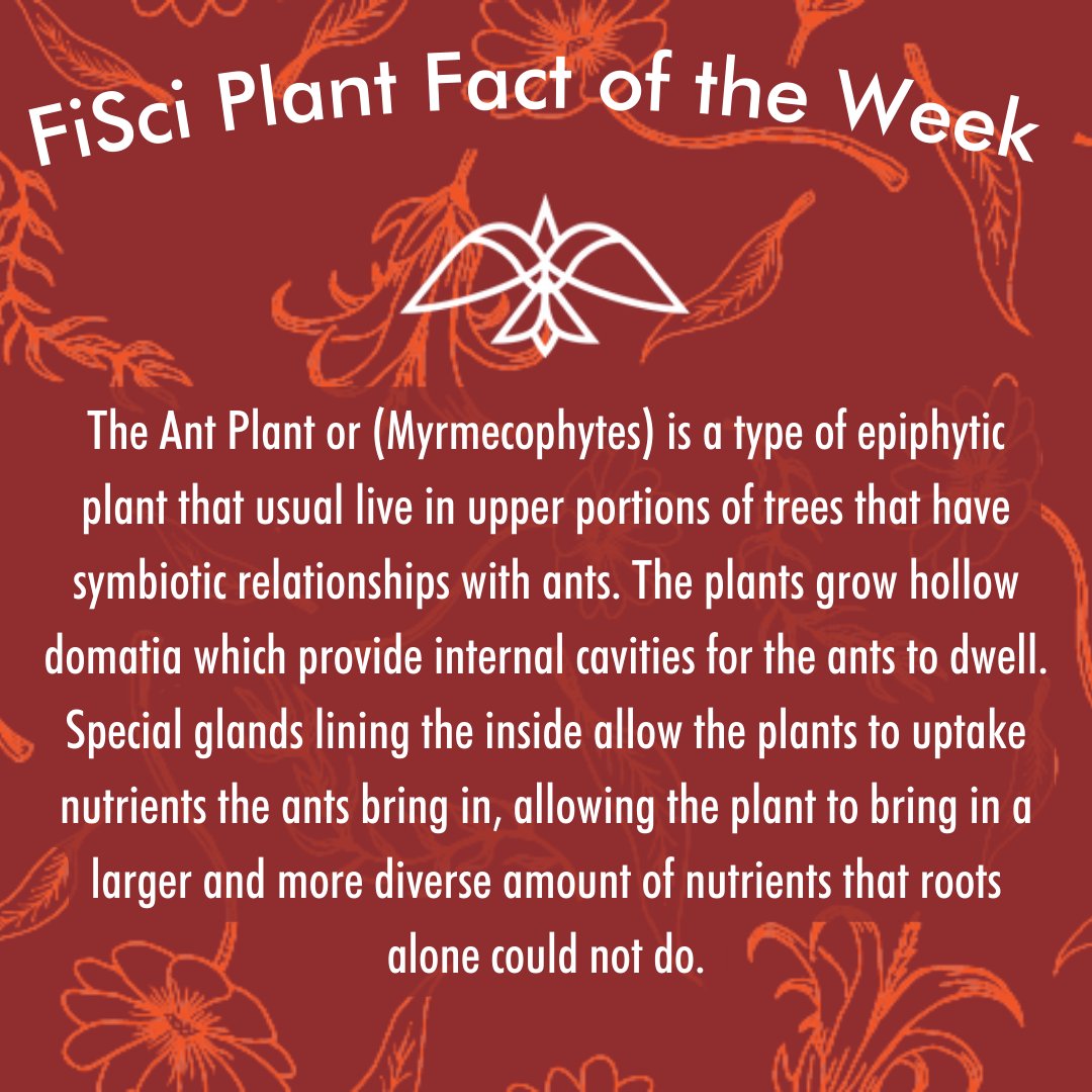 FiSci_Cannabis's tweet photo. 🌿We are back with another one of @JericoCTri18's "Plant Fact of the Week"! 🌿

This week, we are talking about #Antplant 🐜

Have a fun #plantfact you'd like to share with us? Comment it in the thread 👇👇

#planttwitter #plantlover #FiSci #CannabisCommunity https://t.co/WZcBCP2RSj