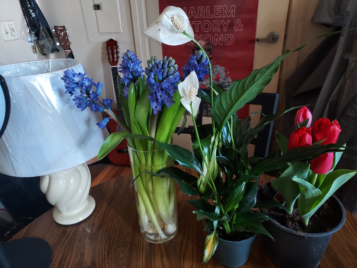 SavonaB's tweet photo. Spring, spring and spring. Well, at least indoors. https://t.co/uRCrJ0kDZY