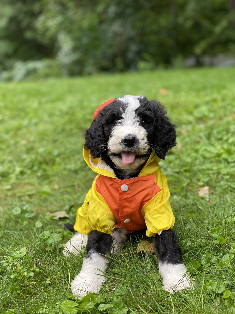 We only rate dogs. This is obviously a duck. This particular duck has <a href="/Trupanion/">Trupanion</a>, so he only has to worry about one bill. Regardless, please only send dogs. Thank you... 13/10 #partner