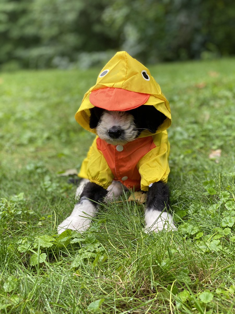 dog_rates's tweet photo. We only rate dogs. This is obviously a duck. This particular duck has @Trupanion, so he only has to worry about one bill. Regardless, please only send dogs. Thank you... 13/10 #partner https://t.co/qNURUr2ILE