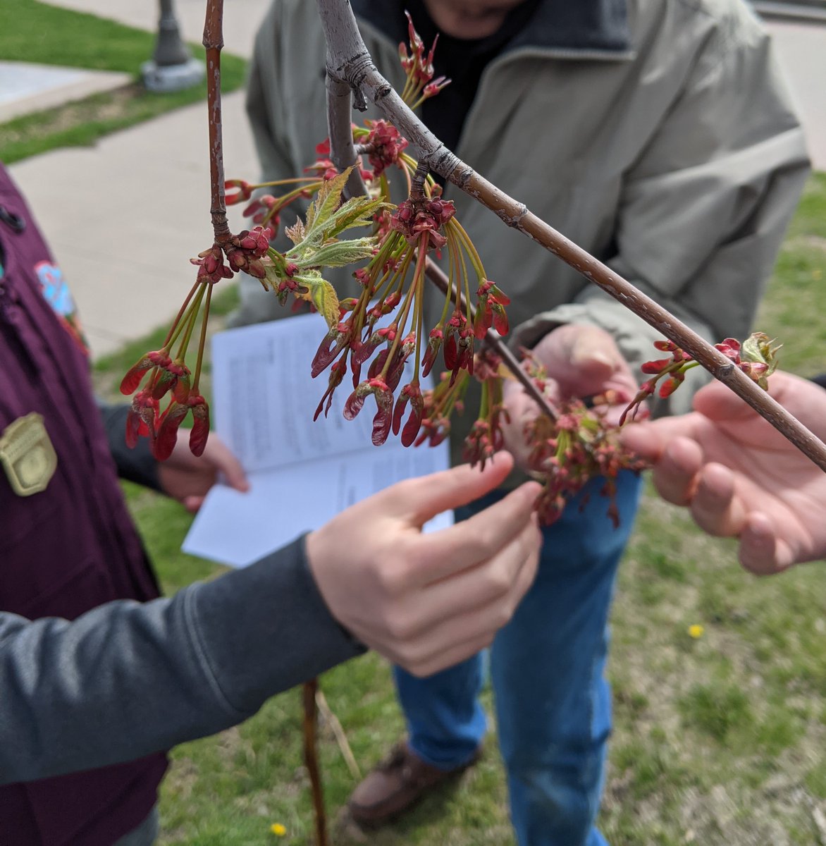 ForstCarbnWrks's tweet photo. Spring is around the corner and the trees are budding. Many state and national parks offer spring nature hikes to learn about trees. A great way to learn about native species in your local forests. #forestry #trees #stateparks #naturehikes https://t.co/BMtomGYZ5n