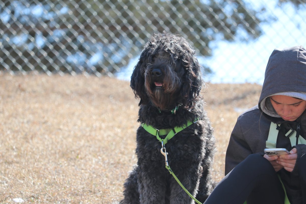 Today's Dog of the Game at the Pete Chapman Baseball Complex.