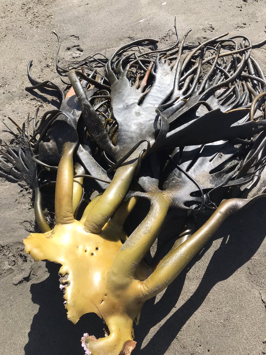 Justlovefood's tweet photo. Playa generosa... cochayuyo para secar y ulte #seaweed #beach #ulte #kelp #comidachilena https://t.co/nBClZyMD61