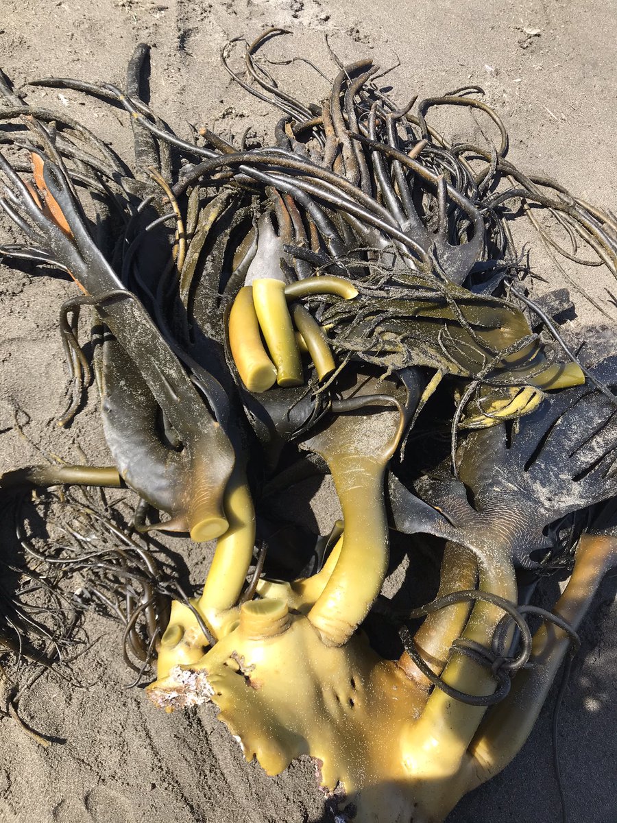 Justlovefood's tweet photo. Playa generosa... cochayuyo para secar y ulte #seaweed #beach #ulte #kelp #comidachilena https://t.co/nBClZyMD61