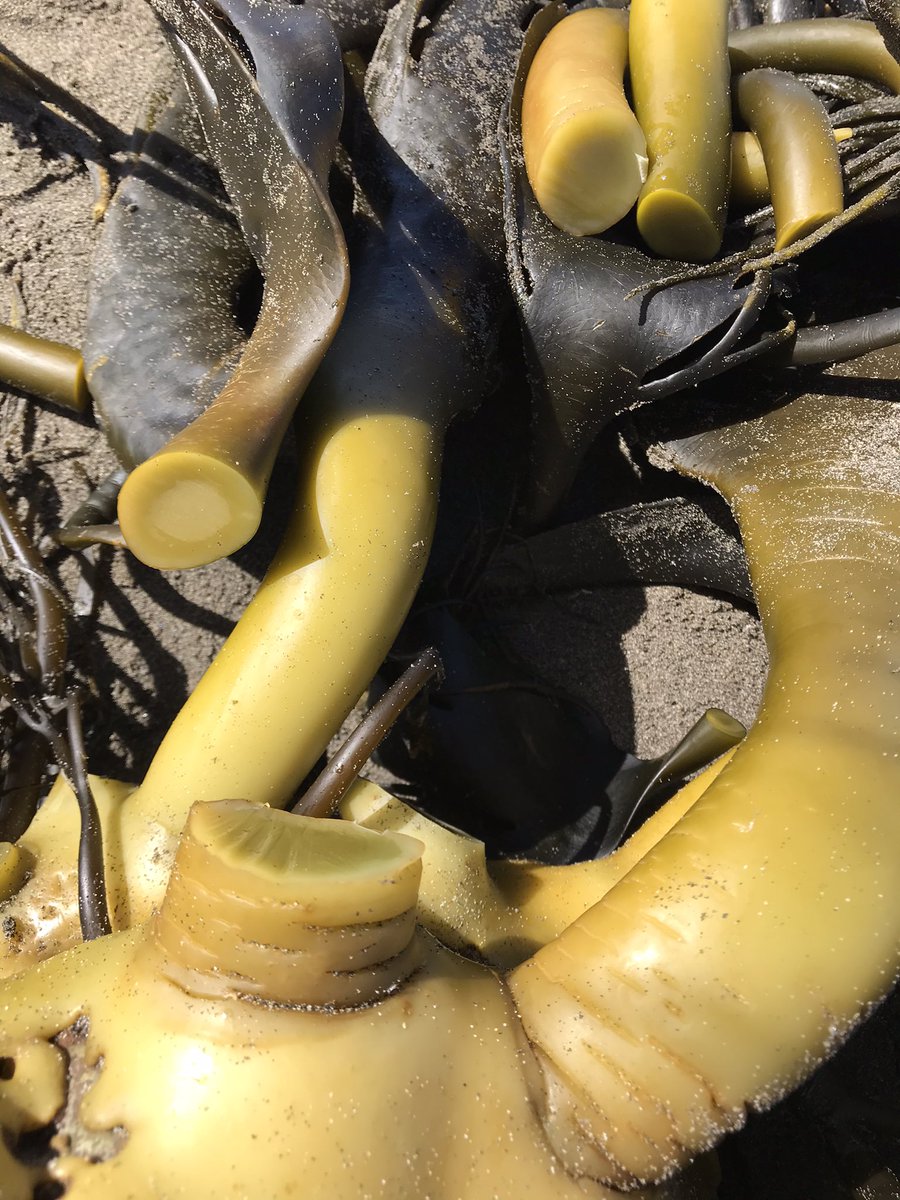 Justlovefood's tweet photo. Playa generosa... cochayuyo para secar y ulte #seaweed #beach #ulte #kelp #comidachilena https://t.co/nBClZyMD61