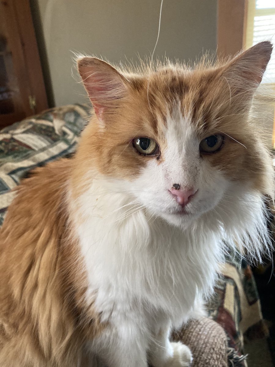 mrwiley9's tweet photo. Charlie needs an ear polyp removed. He isn’t very happy. https://t.co/RoL6DNjpK5
