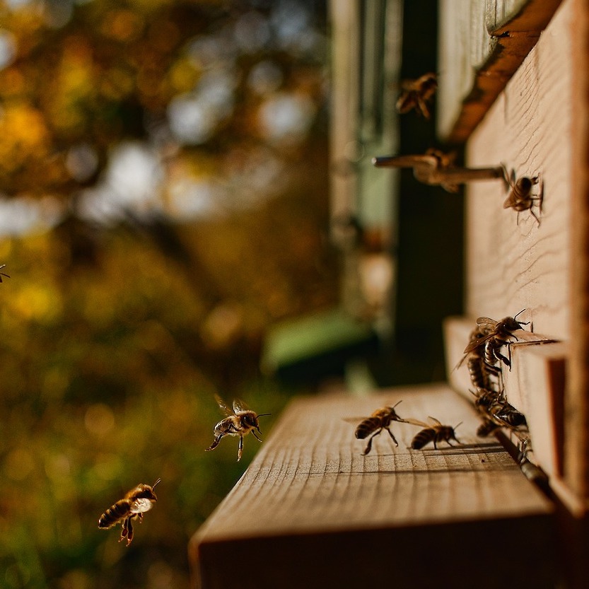 Of one of the earliest US apiarists, an impressed 1622 colonist wrote, "For bees there is in the country which thrive and prosper very well there; one Mr. George Pelton... made thirty pounds a year profit of them... [and] excellent good metheglin." (Metheglin  is mead).😎 🍯 #bee