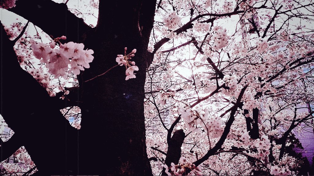 SAKU_MIJ's tweet photo. When you think of spring in Japan, you think of cherry blossoms, but "つくし (horsetail)" is also a small child who represents spring🌱

#japan #horsetail #spring #cherryblossom https://t.co/StQFSbm7mM